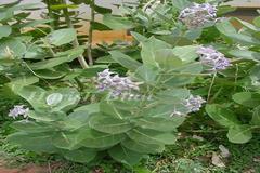 Calotropis gigantea